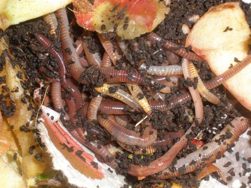 worms