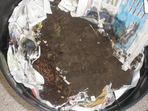 vermicompost