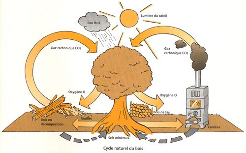 Cycle du bois
